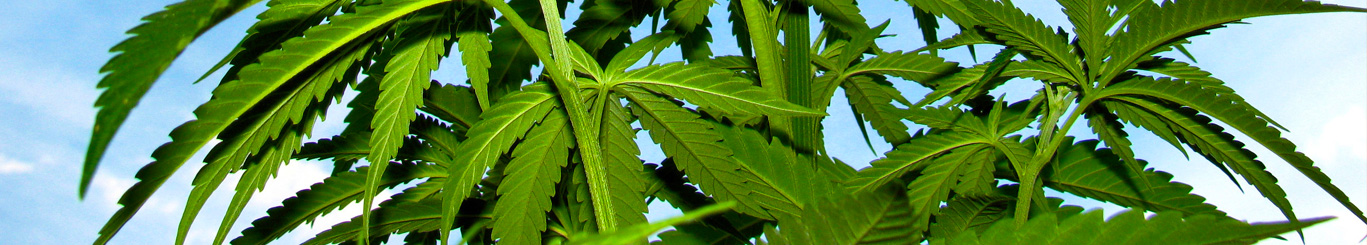 weed leafs in durango colorado