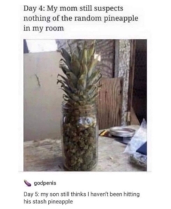 day 4 my mom still suspects nothing of the random pineapple in my room day 5 my son still thinks i havent been hitting his stash pineapple meme