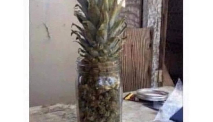 day 4 my mom still suspects nothing of the random pineapple in my room day 5 my son still thinks i havent been hitting his stash pineapple meme