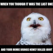 when you though it was the last one and your homie brings newly rolled joint owl excited meme