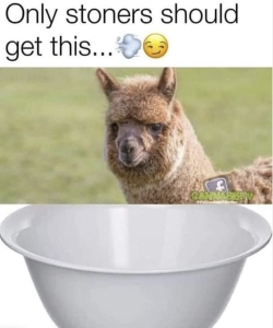 only stoners should get this llama bowl weed meme.