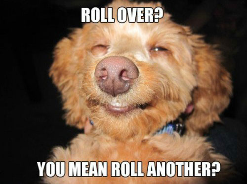roll over? you mean roll another? dog meme