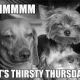 mmmm it's thirsty thursday dogs weed meme