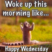 woke up this morning like happy wednesday lemur meme