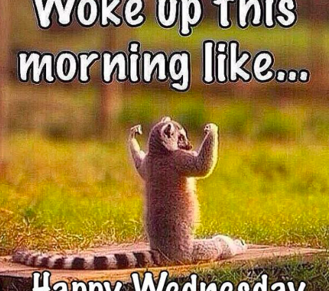 woke up this morning like happy wednesday lemur meme