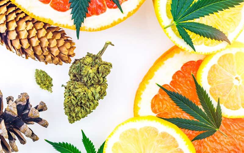 | Durango Rec Room what are cannabis terpenes