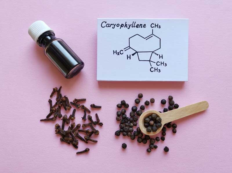| Durango Rec Room what are caryophyllene terpenes used for