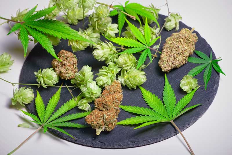 | Durango Rec Room what are humulene terpenes used for